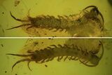 Detailed Fossil Centipede (Chilopoda) In Baltic Amber - Rare! #84640-2